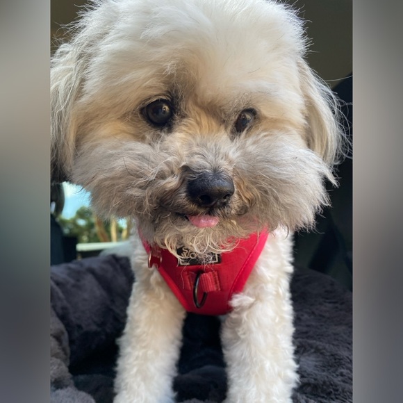 Two Sassy Woof harnesses Merlot size small - Picture 3 of 5